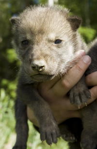 Wolfswelpe Wolfswelpe
