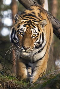Amurtiger Amurtiger