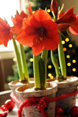 Amaryllis