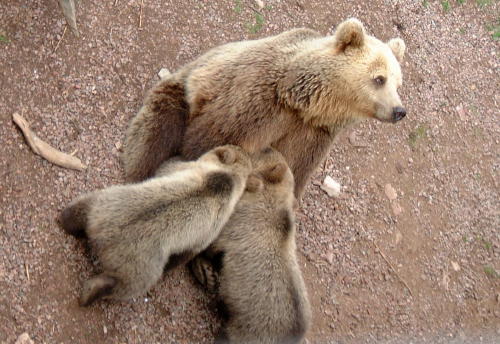 Bärenpark Orsa