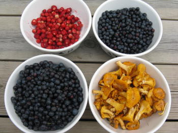 Beeren und Pilze Beeren und Pilze