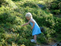 Blaubeeren