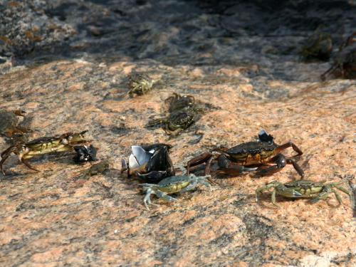 Krabbenrennen in Bohuslän Krabbenrennen in Bohuslän