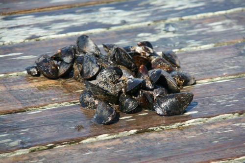 Muscheln auf einem Steg in Bohuslän Muscheln auf einem Steg in Bohuslän