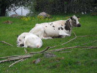 Ekehagens Forntidsby