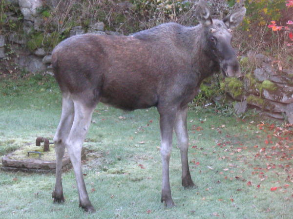 Elch im Garten