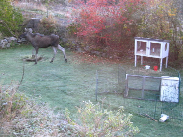 Elch im Garten