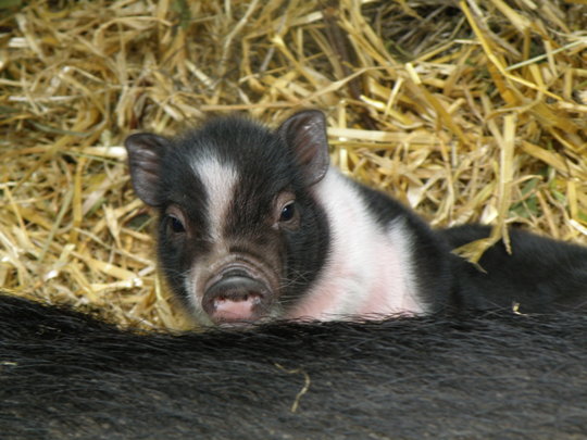 Skansen