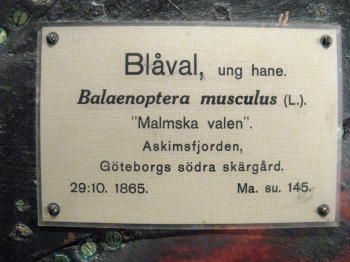 Plakette am Malmschen Wal