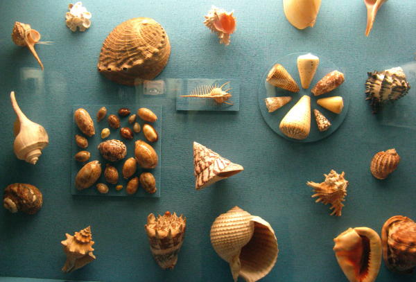 Muscheln