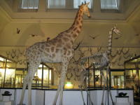 Naturhistorisches Museum Göteborg