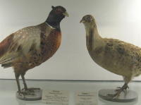 Naturhistorisches Museum Göteborg