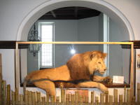 Naturhistorisches Museum Göteborg