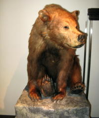 Naturhistorisches Museum Göteborg