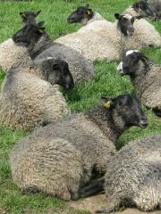 Halland: Öströö Schafsfarm Halland Öströö Schafsfarm