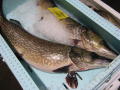 Fisch und Fischauktion, hier zwei Hechte