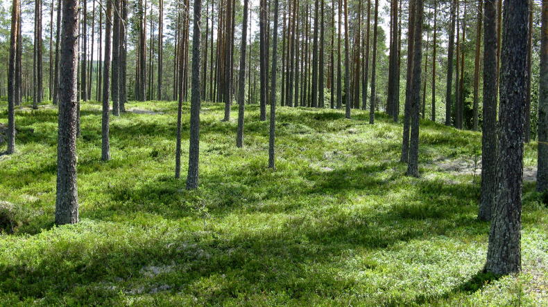 Kanufahren in Nordvärmland bei Sysslebäck