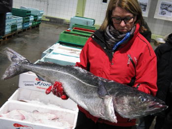 Köhler, Kohlfisch, Seelachs