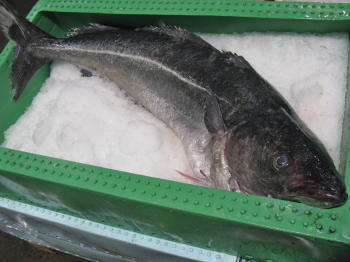 Köhler, Kohlfisch, Seelachs