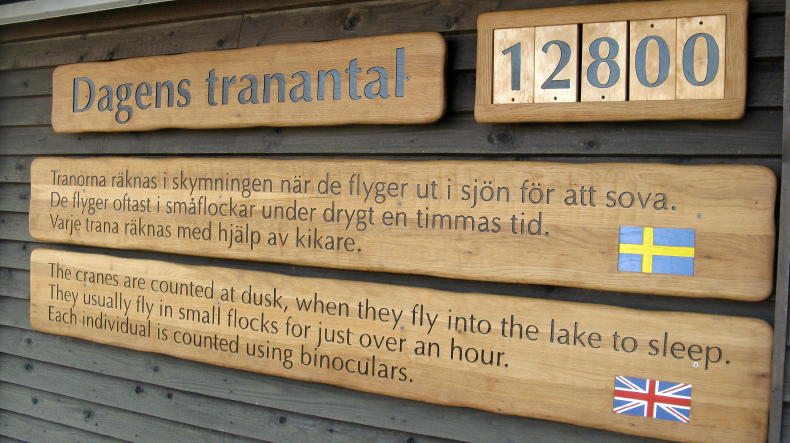 Kraniche am Hornborgasee beim Naturum Trandansen