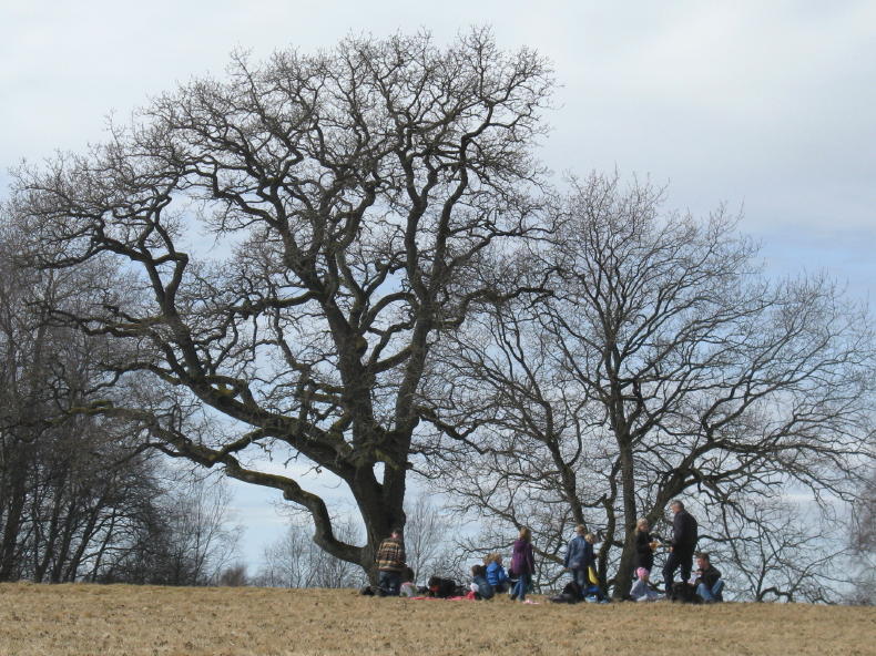 Kraniche am Hornborga-See bei Trandansen