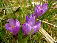 Schweden im Frühling