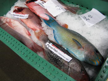 Nördlicher Schnapper und Papageifisch