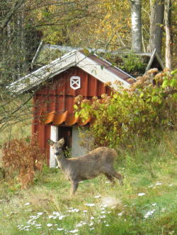 Reh im Garten