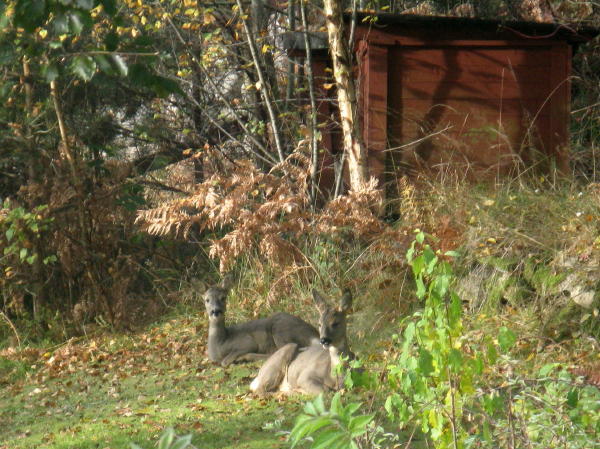 Rehe im Garten