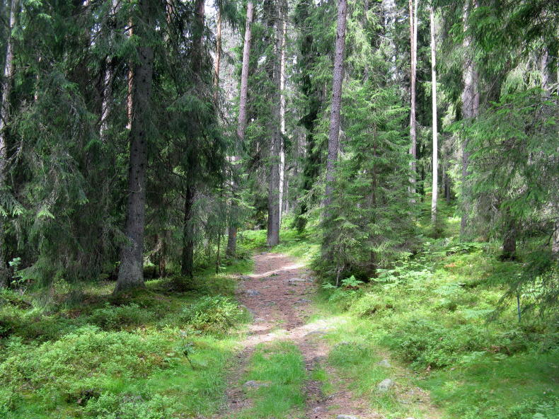 Ryggestadberget in Gunnarskog bei Arvika