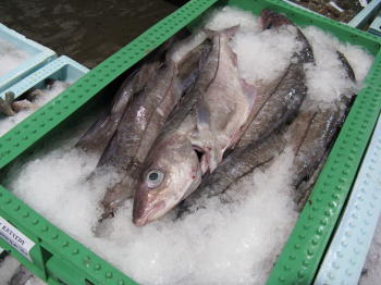 Schellfisch