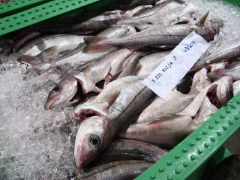 Schellfisch