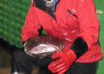 Seeteufel, Anglerfisch