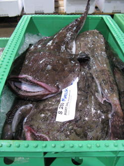 Seeteufel, auch Anglerfisch genannt