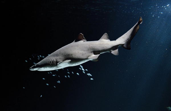 Universeum