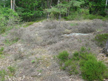 Waldbrandgefahr Waldbrandgefahr
