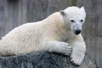 Wilbär Wilbär