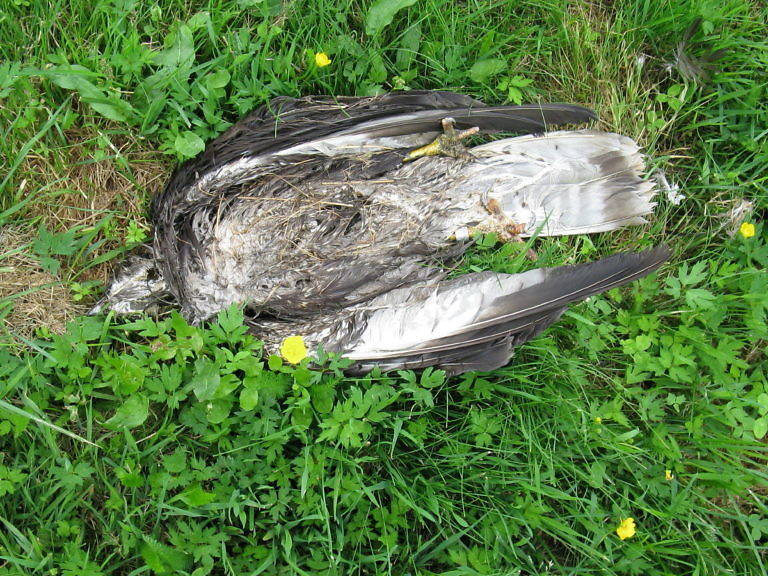 Vogelfund dank Beringung identifiziert: Mäusebussard aus Skåne – Schwedische Beringungszentrale