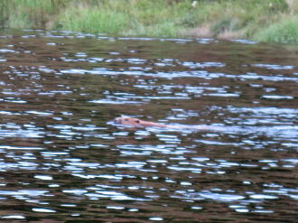 Biber-Safari auf dem Klarälven in Värmland