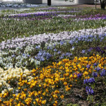 botanischer_garten_goeteborg_03