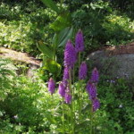 botanischer_garten_goeteborg_24