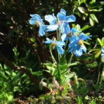 botanischer_garten_goeteborg_25