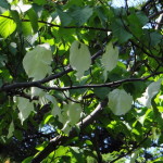 botanischer_garten_goeteborg_26