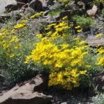 botanischer_garten_goeteborg_29