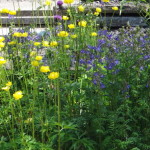 botanischer_garten_goeteborg_30