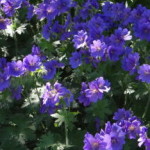 botanischer_garten_goeteborg_33