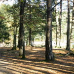 herbst_in_schweden_06