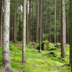 herbst_in_schweden_12