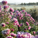 herbst_in_schweden_21