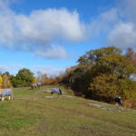 schloss_naas_herbst_04